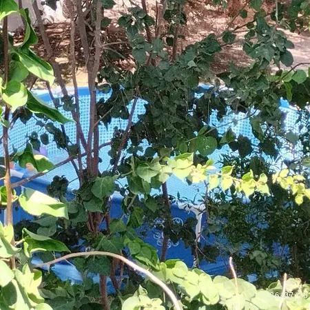 House Under The Pines Next To The Sea 펜션 Mesokhórion